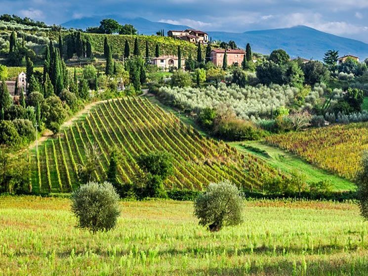 Image of a vineyard in the Tuscany region of Italy